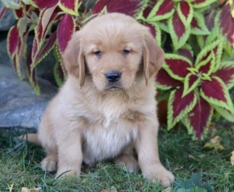 Pauly Golden Retriever