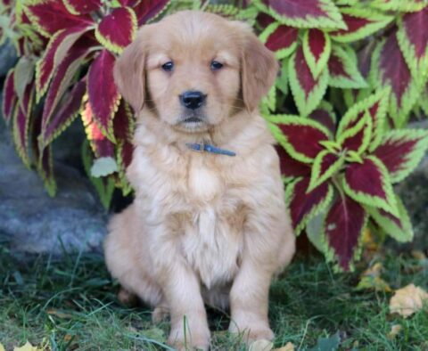 Paws Golden Retriever