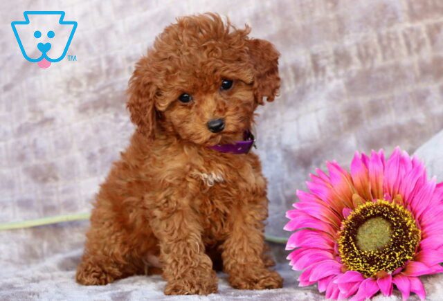 Peanut Mini Poodle image