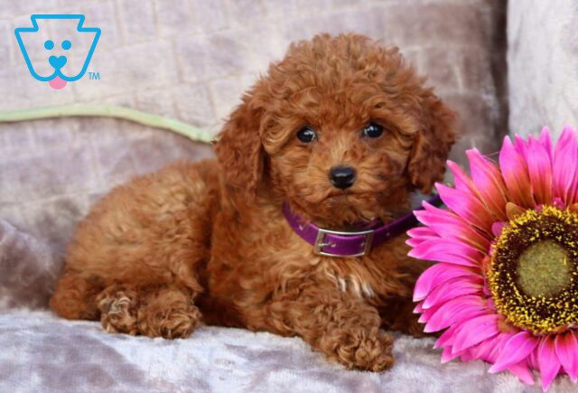 Peanut Mini Poodle2 image