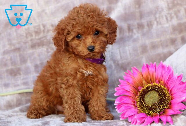 Peanut Mini Poodle3 image