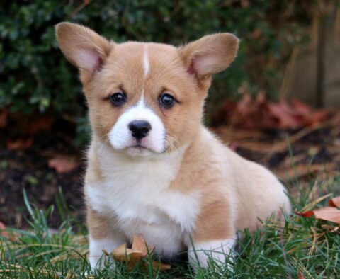 Penny Corgi2