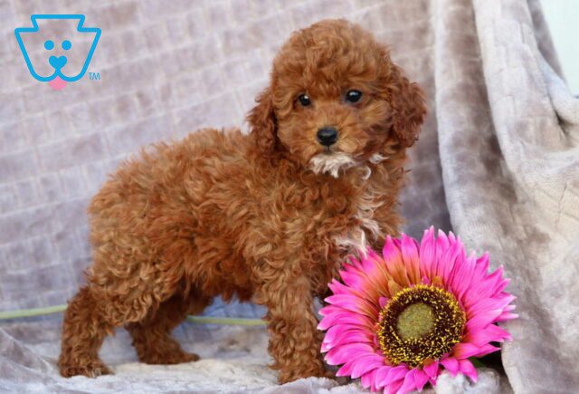 Pineapple Mini Poodle image