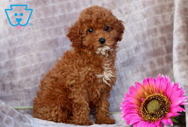 Pineapple Mini Poodle2 image