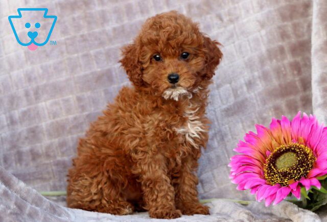 Pineapple Mini Poodle3 image