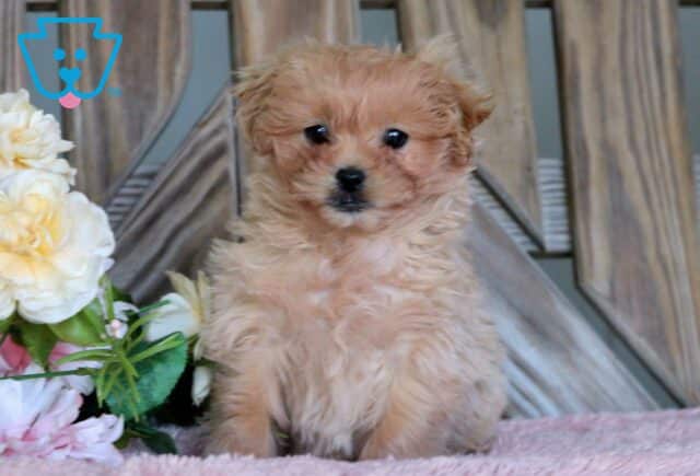 Precious Peekapoo2 image