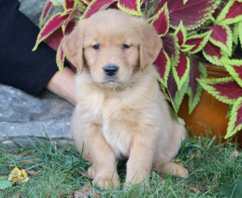 Princess Golden Retriever