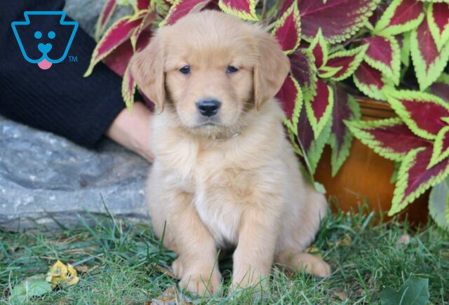 Princess Golden Retriever image