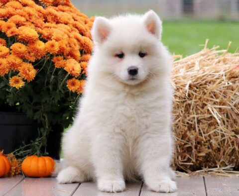 Princess Samoyed2