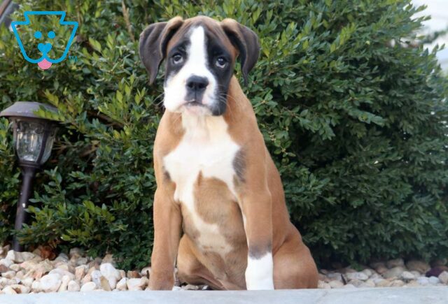 Reece Boxer image