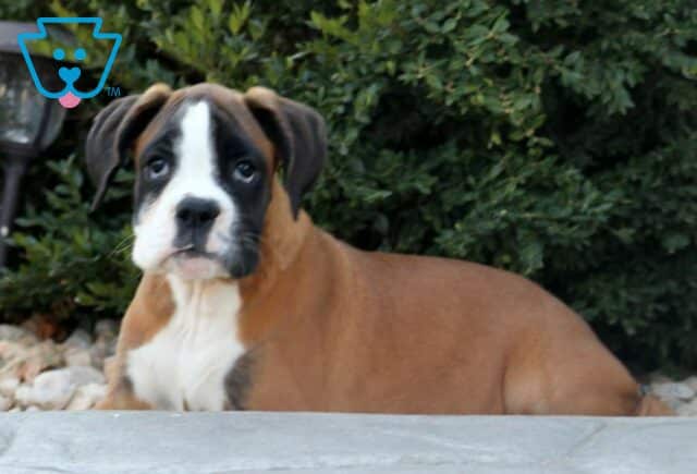 Reece Boxer2 image
