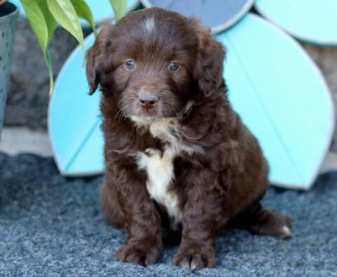 River Mini Aussiedoodle