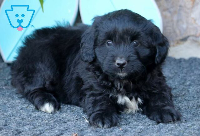 Rocket Mini Aussiedoodle image