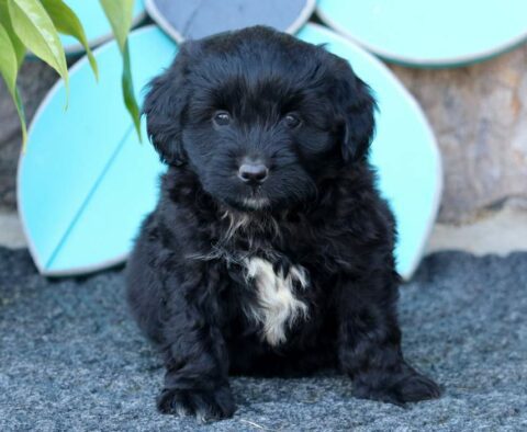 Rocket Mini Aussiedoodle2