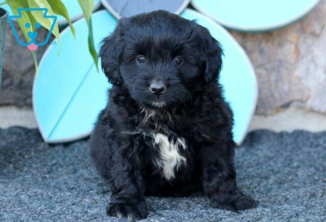 Rocket Mini Aussiedoodle2 image