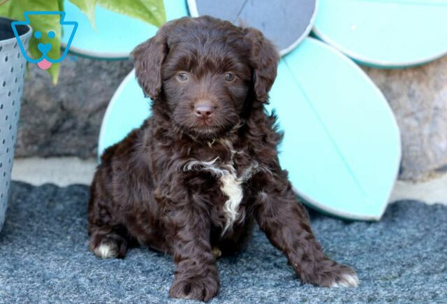 Roger Mini Aussiedoodle image