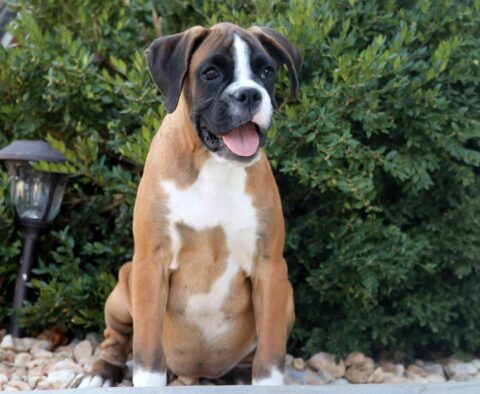 Roxy Boxer