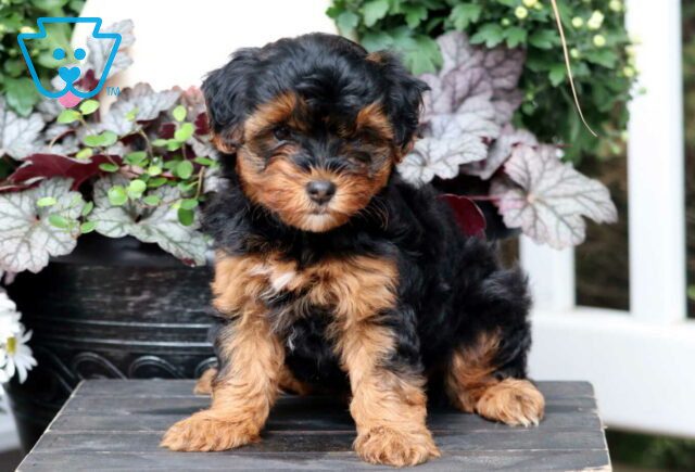 Roxy Yorkiepoo image