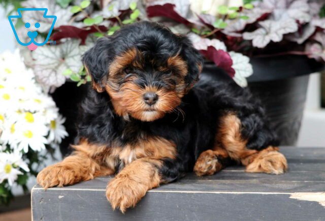 Roxy Yorkiepoo2 image