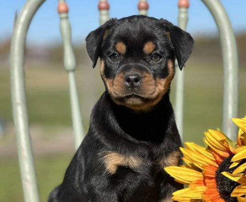 Sapphire Mini Rottweiler