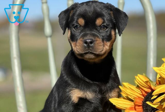 Sapphire Mini Rottweiler image