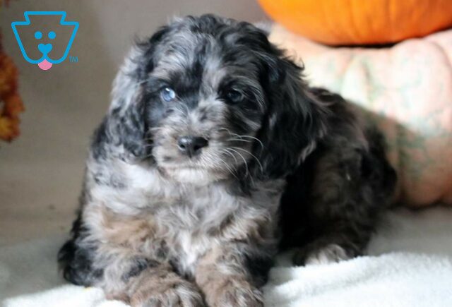 Scooter Cockapoo2 image