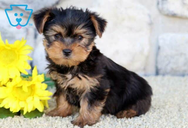 Scout Yorkie image