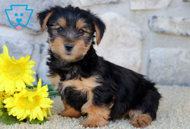 Sid Yorkie image