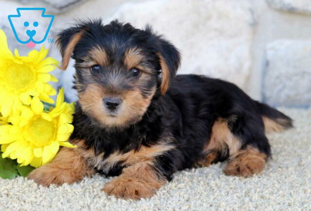 Sid Yorkie2 image