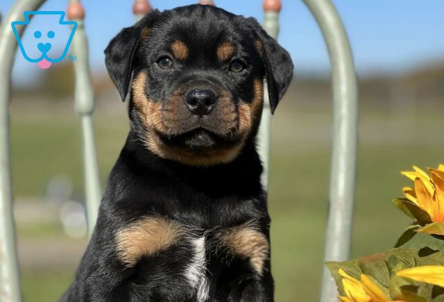 Simba Mini Rottweiler2 image