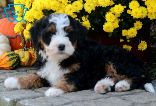 Slippers Mini Bernedoodle2 image