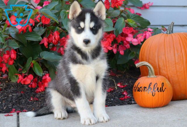 Spike Husky image