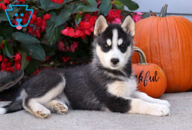 Spike Husky2 image