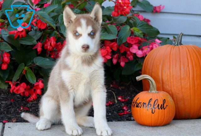 Splash Husky image