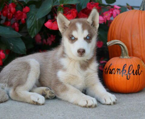 Splash Husky2