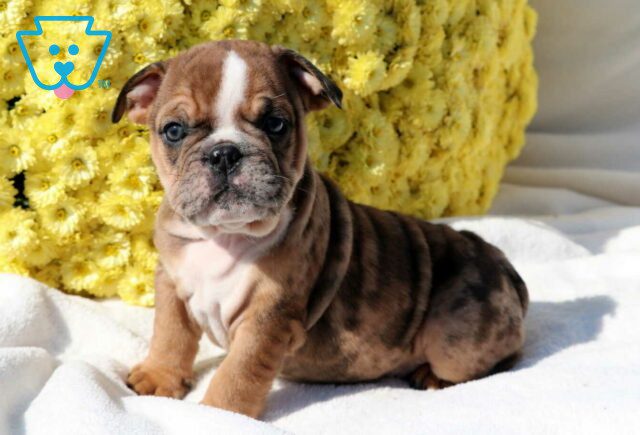 Spot Bulldog image
