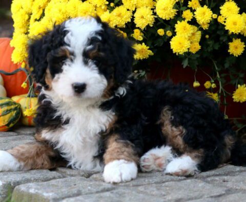 Spyro Mini Bernedoodle2