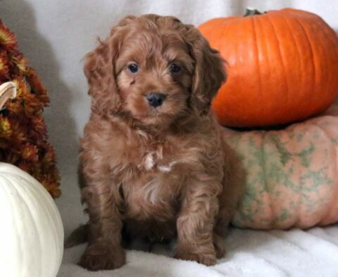 Stew Cockapoo