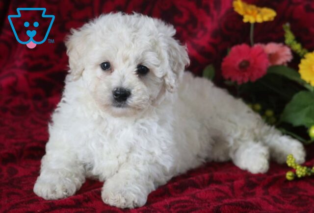 Sunshine Bichpoo image