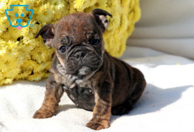 Sunshine Bulldog3 image