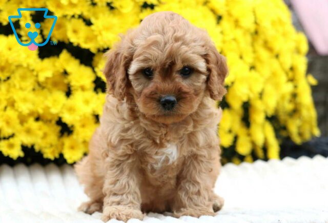 Sweetie Cavapoo image