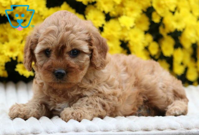 Sweetie Cavapoo2 image