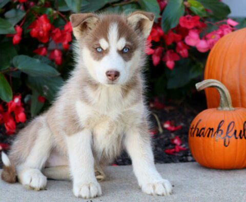 Sweetie Husky2