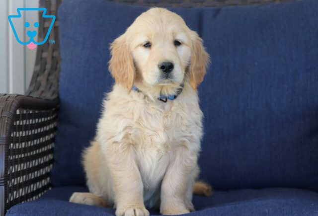 Tootsie Golden Retriever image