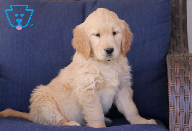Tootsie Golden Retriever2 image