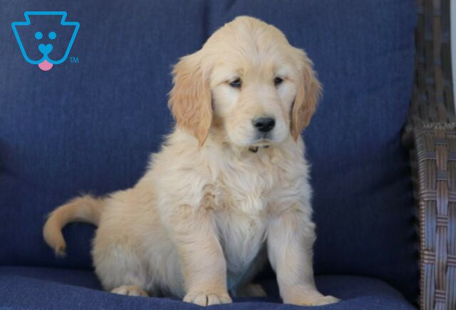 Tootsie Golden Retriever3 image