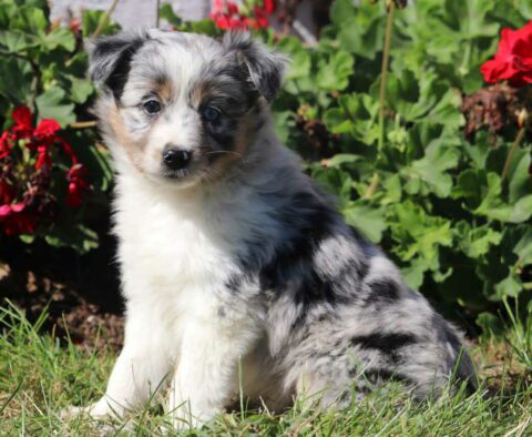 Tootsie Mini Australian