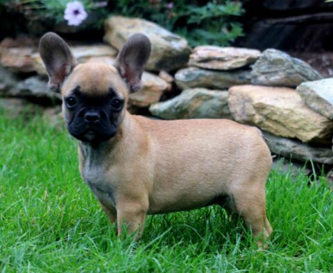 Twila French Bulldog Retake2