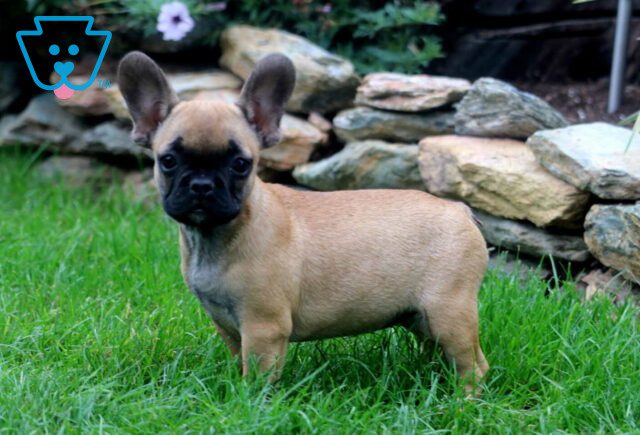 Twila French Bulldog Retake2 image