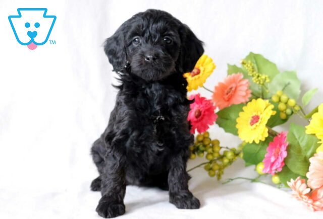 Tyla Cockapoo image